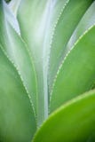Thorn succulents stock photos Thorn succulents stock photos