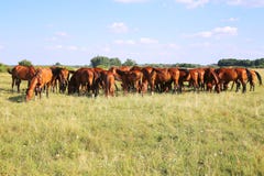 Thoroughbred gidran foals και φοράδων βοσκή ειρηνική μαζί στο λιβάδι στοκ φωτογραφίες Thoroughbred gidran foals και φοράδων βοσκή ειρηνική μαζί στο λιβάδι στοκ φωτογραφίες