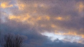 Thousands of Starlings Flying to Roost