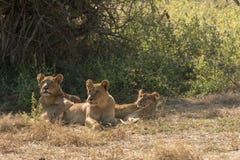 Three African Lioness under a Tree stock photo Three African Lioness under a Tree stock photo