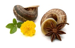 Three anis star. stock photo Three anis star. stock photo