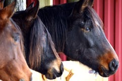 Three Arabian Horses Royalty Free Stock Photos