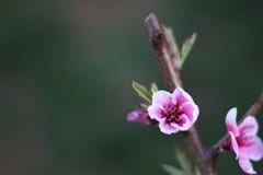 Three Beautiful Peach Tree Blossoms On Small Branch stock photography Three Beautiful Peach Tree Blossoms On Small Branch stock photography