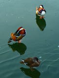 Three birds on the ice stock photos Three birds on the ice stock photos