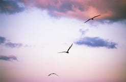 Three Birds In Flying Stock Image