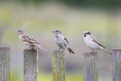 Three birds Sparrow flew to the wooden fence stock photo Three birds Sparrow flew to the wooden fence stock photo