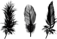 Three Black Feathers Illustration Stock Photo Three Black Feathers Illustration Stock Photo