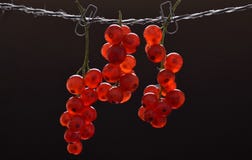 Three brushes of ripe red currant royalty free stock photography Three brushes of ripe red currant royalty free stock photography