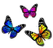 Three Butterflies Royalty Free Stock Images