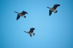 Three Canada Geese In Flight Stock Photo