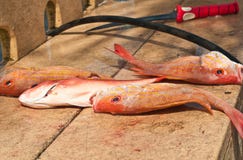 Three caught red snappers and filleting knife