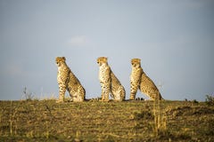 Three Cheetahs sitting in a row. Acinonyx jubatus. Maasai Mara, Africa. stock photos Three Cheetahs sitting in a row. Acinonyx jubatus. Maasai Mara, Africa. stock photos