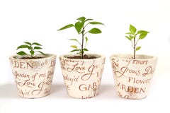 Three Chilli Plants Royalty Free Stock Images Three Chilli Plants Royalty Free Stock Images