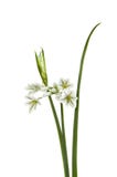 Three-cornered Leek - Allium Triquetrum Royalty Free Stock Image
