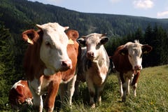 Three Cows Stock Image