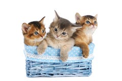 Three Cute Somali Kittens Isolated On White Background Stock Photography