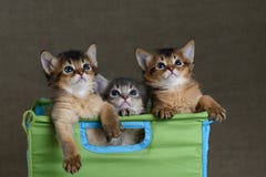 Three Cute Somali Kittens On A Grey Backround Stock Photography