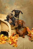Three Dachshunds On A Wicker Chair Royalty Free Stock Images