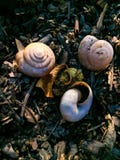 The three snail shells and one moss ball royalty free stock image The three snail shells and one moss ball royalty free stock image