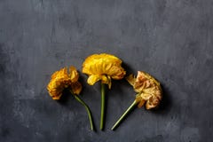 Three flowers yellow color lying on gray concrete background. Flat lay. Top view. Copy space for text royalty free stock photography Three flowers yellow color lying on gray concrete background. Flat lay. Top view. Copy space for text royalty free stock photography
