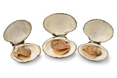 Three fresh cooked spisula solida or surf clam