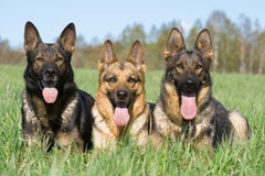 Three German Sheep-dogs Stock Images