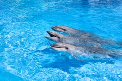 Three happy dolphins looking out of the blue water close up royalty free stock images Three happy dolphins looking out of the blue water close up royalty free stock images