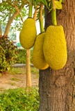 Three Jackfruits Stock Photo