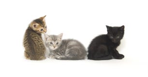Three Kittens On White Stock Photo