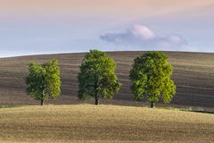Three lonely trees on wavy ground royalty free stock image Three lonely trees on wavy ground royalty free stock image