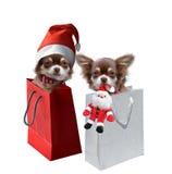 Chihuahua puppies in gift bag stock photo Chihuahua puppies in gift bag stock photo