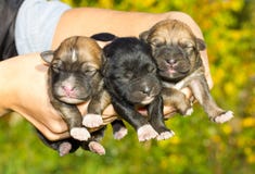 Three Newborn Puppies In Hands Stock Images Three Newborn Puppies In Hands Stock Images