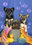 Three Pups In A Tub Stock Photo
