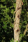Three Red Admiral Butterfly On Tree (Vanessa Atalanta) Royalty Free Stock Image