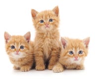 Three red cats.
