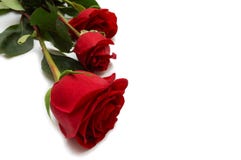 Three Red Roses Royalty Free Stock Photo