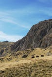 Three sheep walking in single file in front of dramatic mountain cliff stock photos Three sheep walking in single file in front of dramatic mountain cliff stock photos