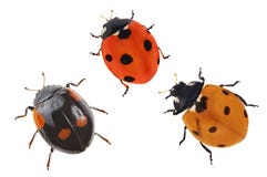 Three Small Ladybugs On White Stock Image Three Small Ladybugs On White Stock Image