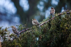 Three sparrows sit on a tree branch royalty free stock photography Three sparrows sit on a tree branch royalty free stock photography