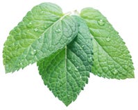 boiling mint leaves in water boiling mint leaves in water
