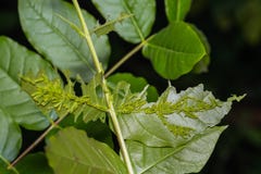 Three-spot Grass Yellow caterpillars stock image Three-spot Grass Yellow caterpillars stock image
