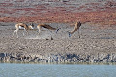 Springboks fighting in Etosha National Park, Namibia, Africa stock photos Springboks fighting in Etosha National Park, Namibia, Africa stock photos
