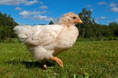 Three Weeks Old Chicken Male, From The Hedemora Breed In Sweden. Stock Image