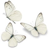 Three white butterfly