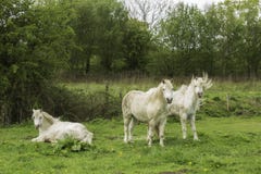 Three white horses in a field Royalty Free Stock Image Three white horses in a field Royalty Free Stock Image