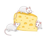 Three white mice with a piece of cheese Royalty Free Stock Image Three white mice with a piece of cheese Royalty Free Stock Image