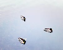Tree wild ducks royalty free stock photography Tree wild ducks royalty free stock photography