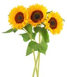 Three wonderful sunflowers isolated on white background, including clipping path.