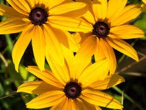 Yellow Rudbeckia coneflowers, black-eyed-susans flowers, macro stock images Yellow Rudbeckia coneflowers, black-eyed-susans flowers, macro stock images