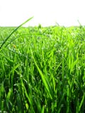 Thrickets Of A High Green Grass Thrickets Of A High Green Grass